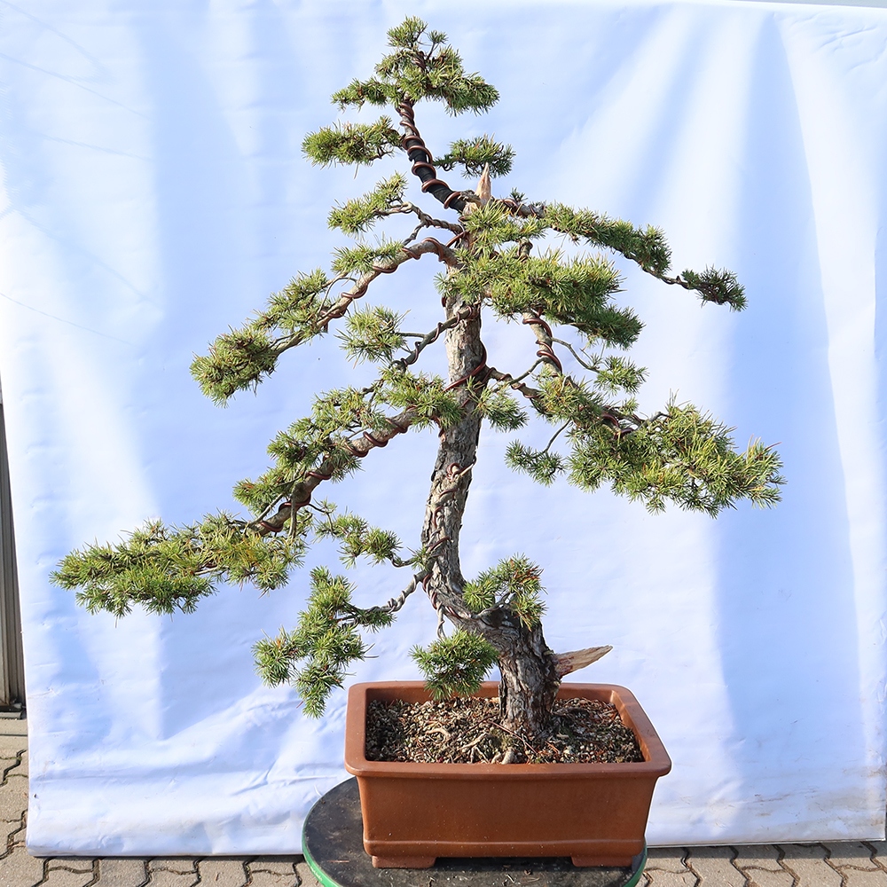 Pinus sylvestris Spanyolország – erdei fenyő