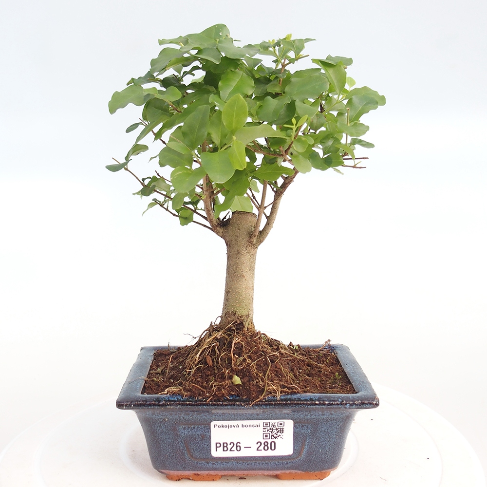 Szobai bonsai -Ligustrum chinensis - Madárcsőr