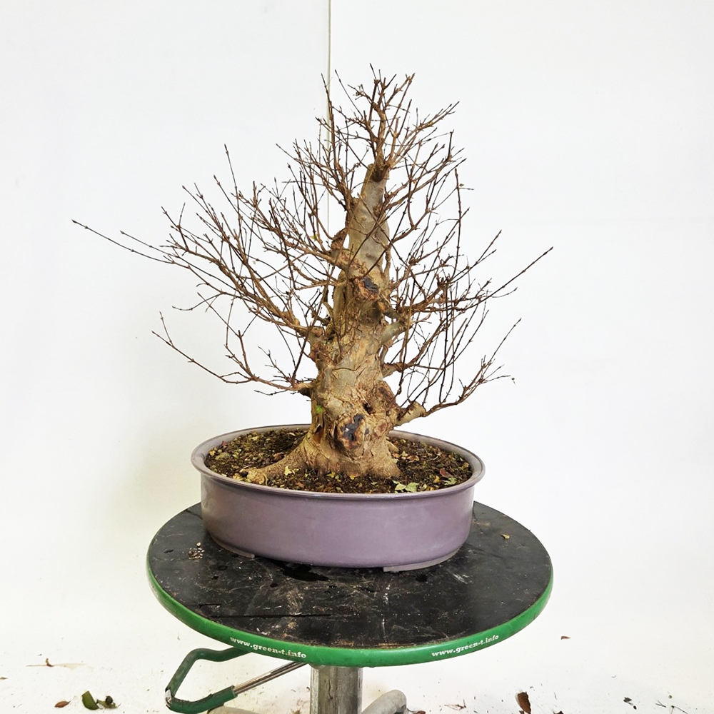 Kültéri bonsai juhar Burger - Acer Burgeriana