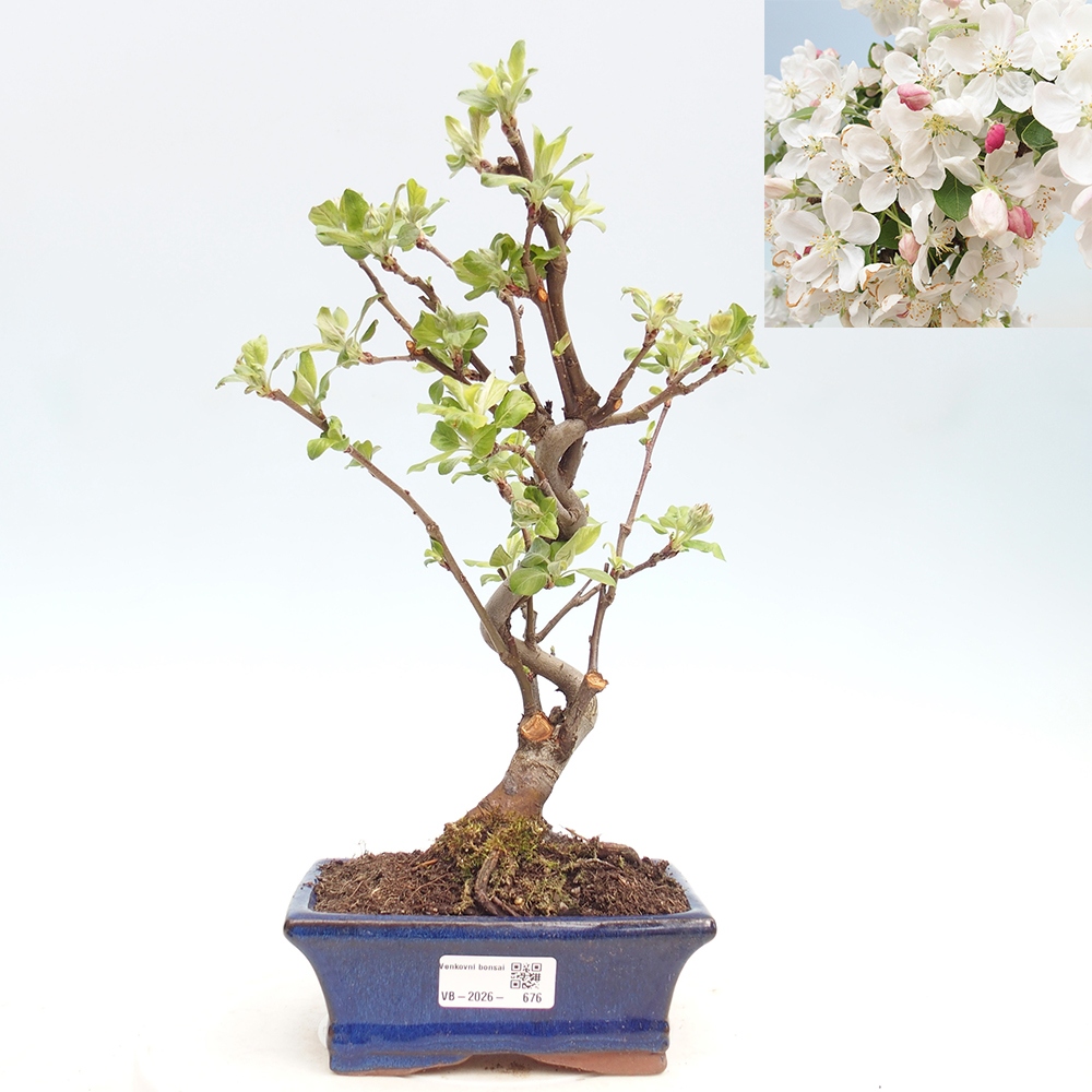 Kültéri bonsai -Malus halliana - Kis gyümölcsű almafa