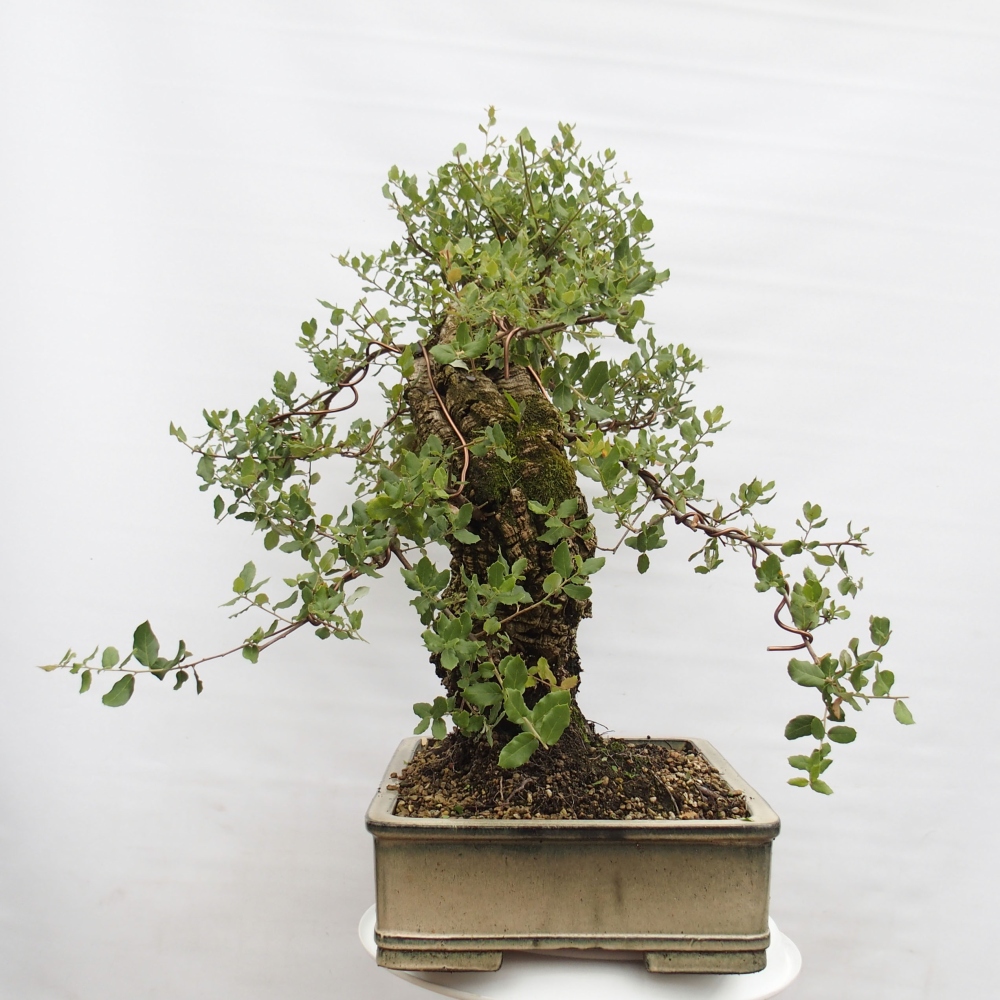 kültéri bonsai Quercus suber - parafa tölgy