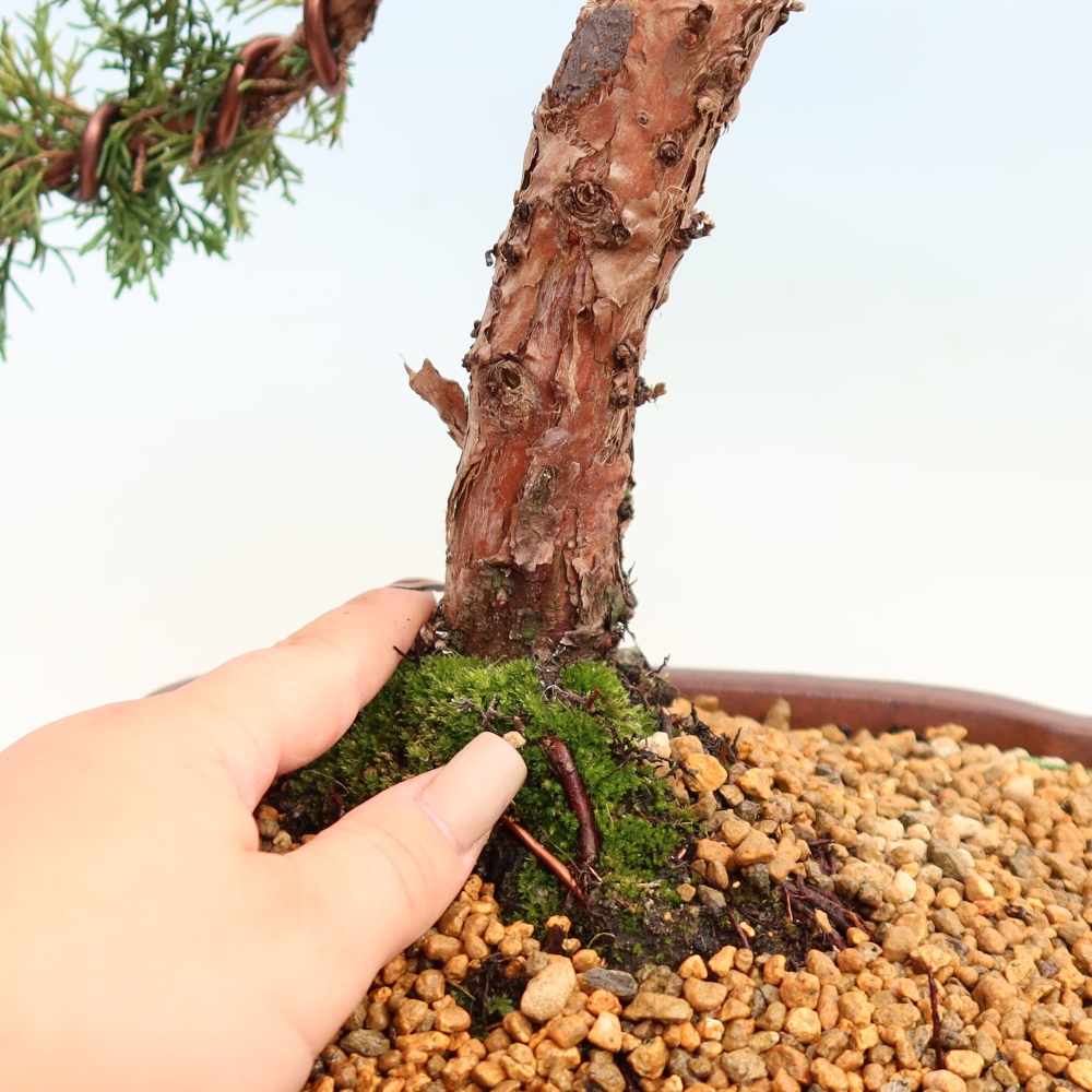 Kültéri bonsai - Juniperus chinensis Kishu