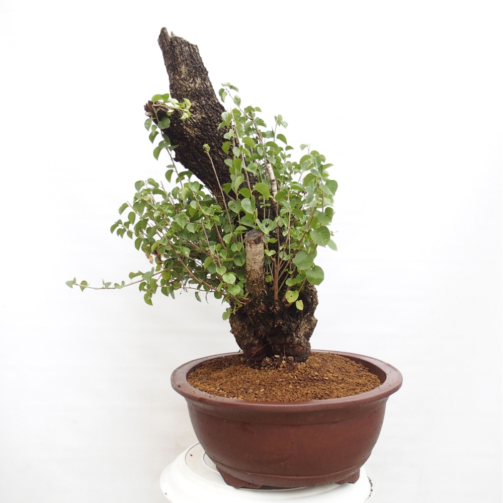 Kültéri bonsai - Mahalebka - Prunus mahaleb - Prunus mahaleb