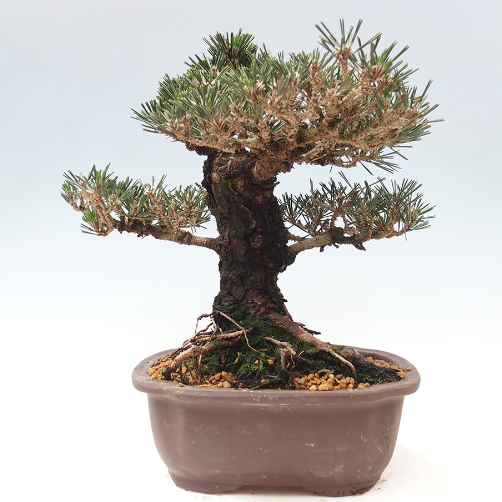Kültéri bonsai - Pinus thunbergii Kotobuki - Thunberg fenyő