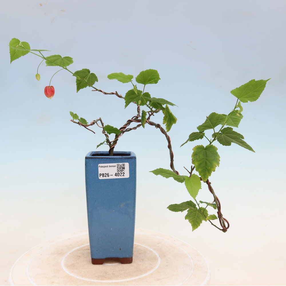 Beltéri bonsai - Abutilon Big Bell - Felhőbogyó