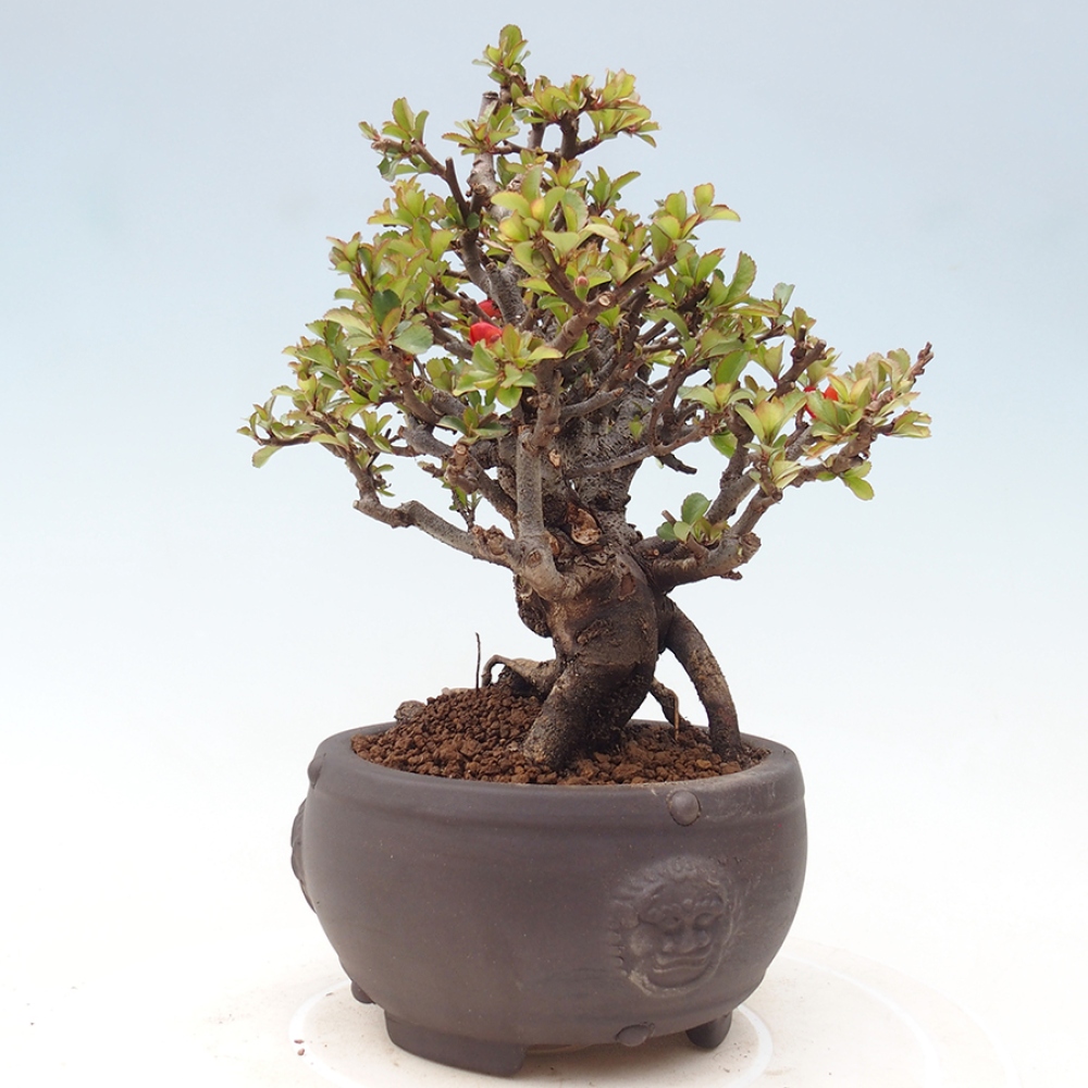 Kültéri bonsai - Chaneomeles speciosa - birs