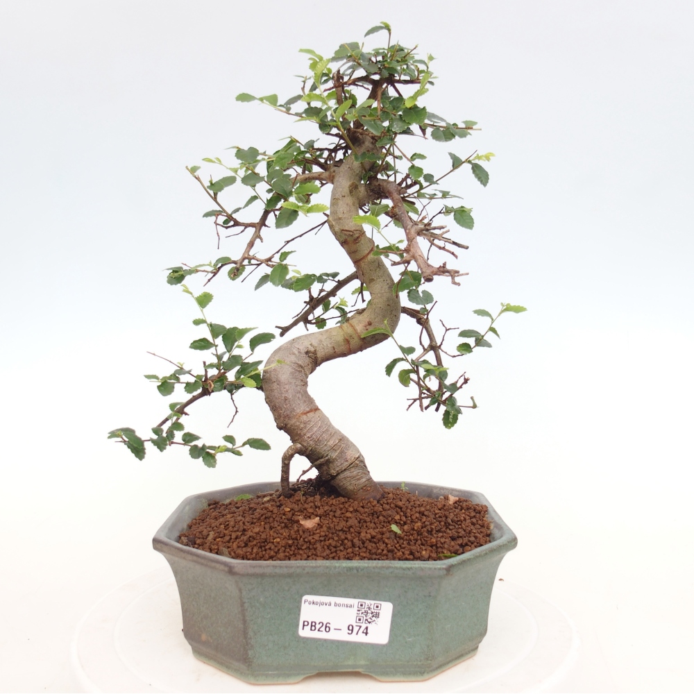 Szobai bonsai - Ulmus parvifolia - Kislevelű szilfa