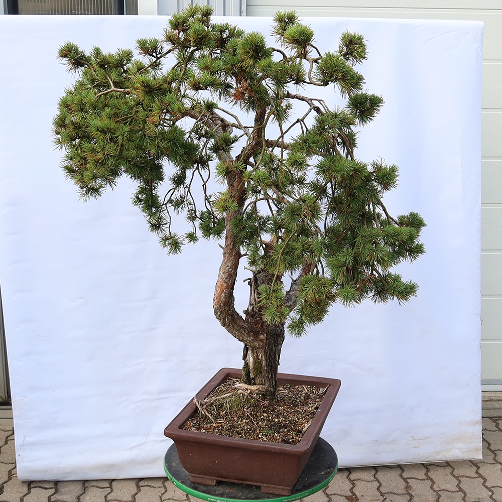 Pinus sylvestris Spanyolország – erdei fenyő