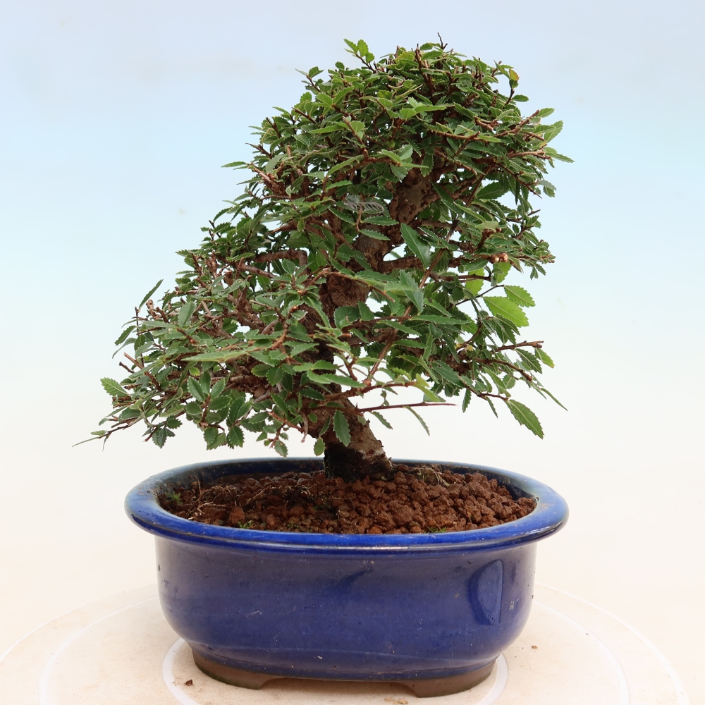 Kültéri bonsai - Zelkova - Zelkova NIRE
