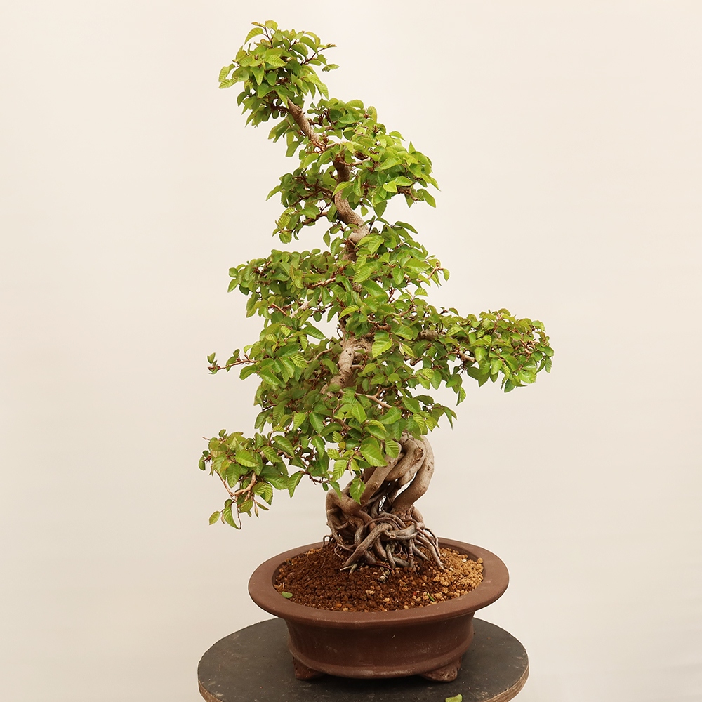 Kültéri bonsai -Carpinus Coreana - Koreai gyertyánfa
