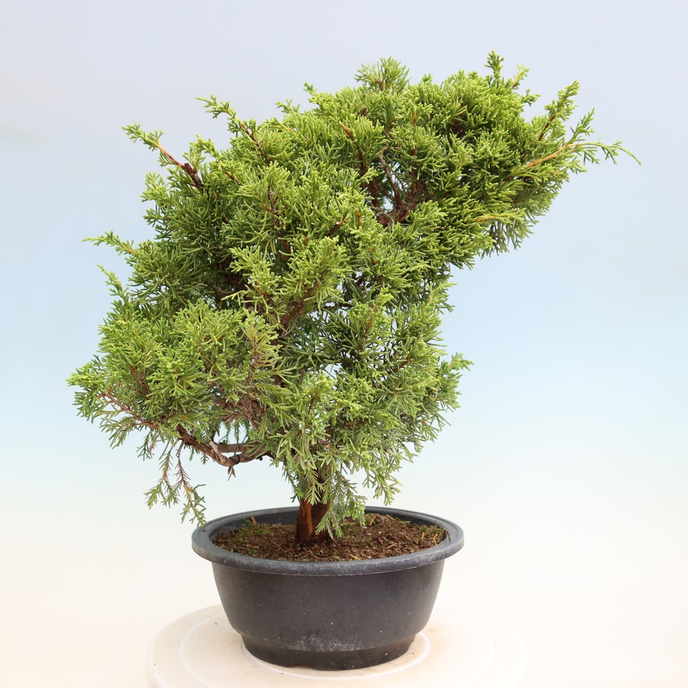 Kültéri bonsai - Juniperus chinensis Itoigawa-Juniperus chinensis