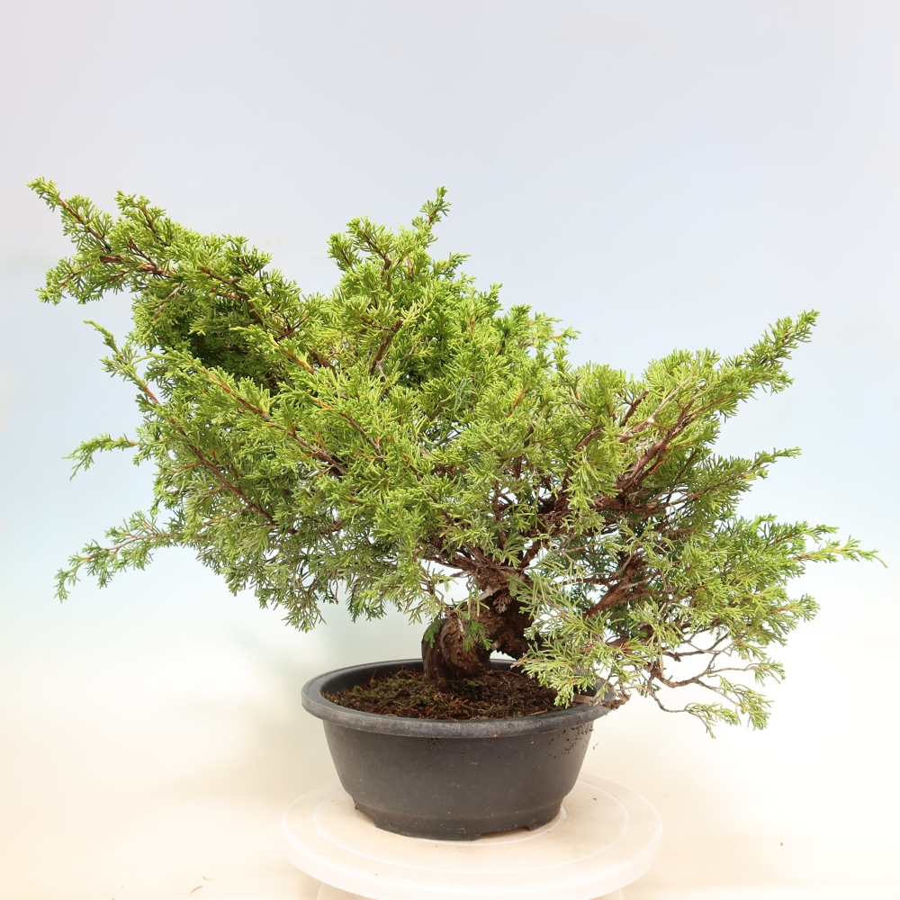 Kültéri bonsai - Juniperus chinensis Itoigawa-Juniperus chinensis