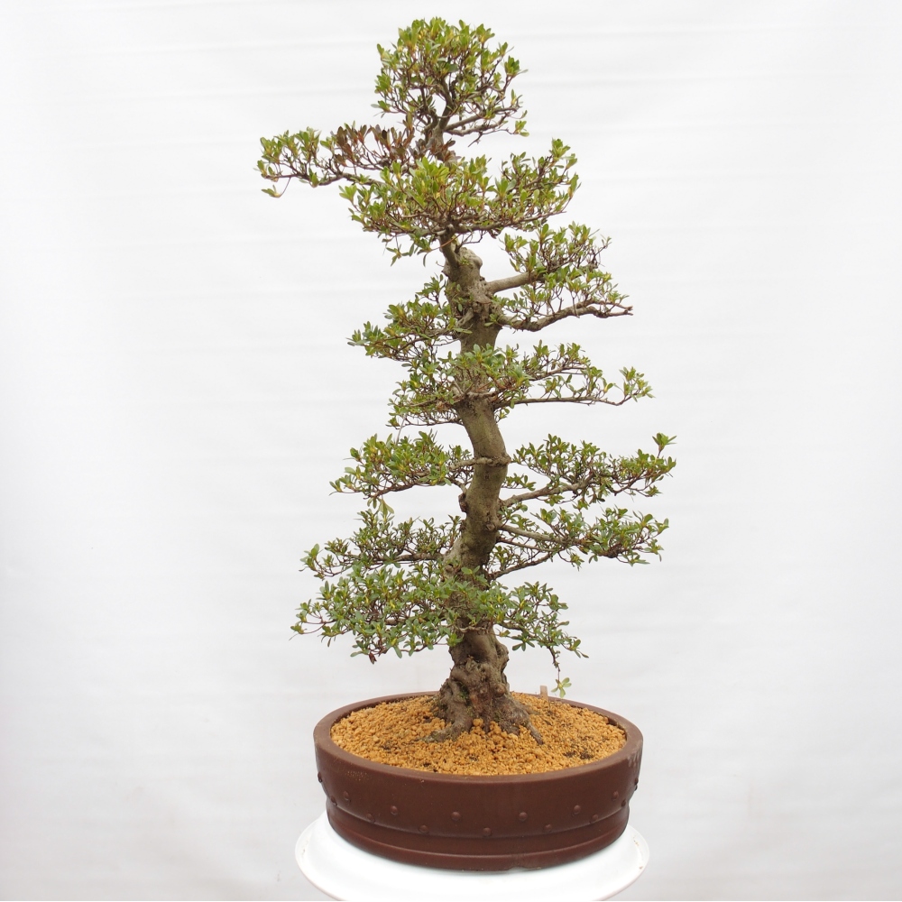 Kültéri bonsai - Japán azálea - Azalea Ai-no-Tsuki
