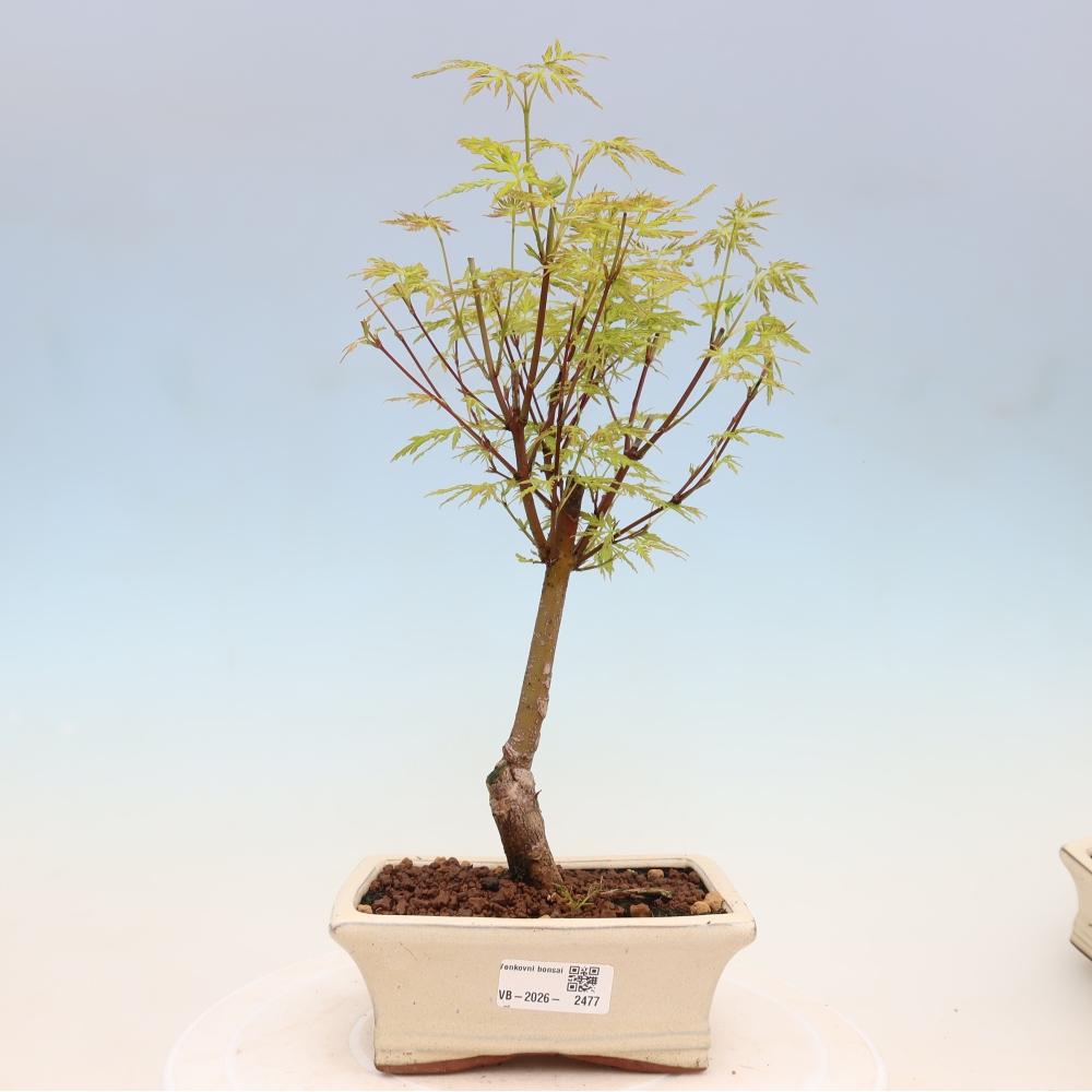 Kültéri bonsai - Acer palmatum Dissectum