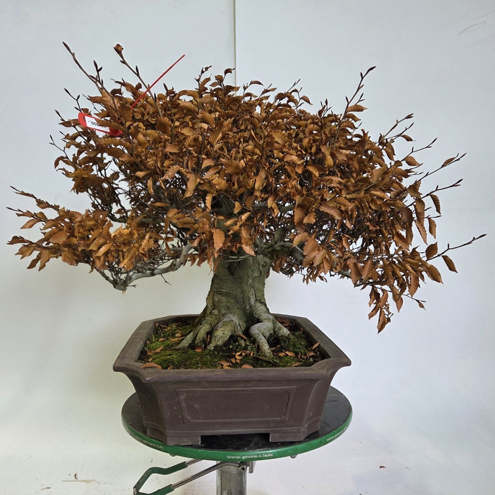 Kültéri bonsai - Fagus crenata