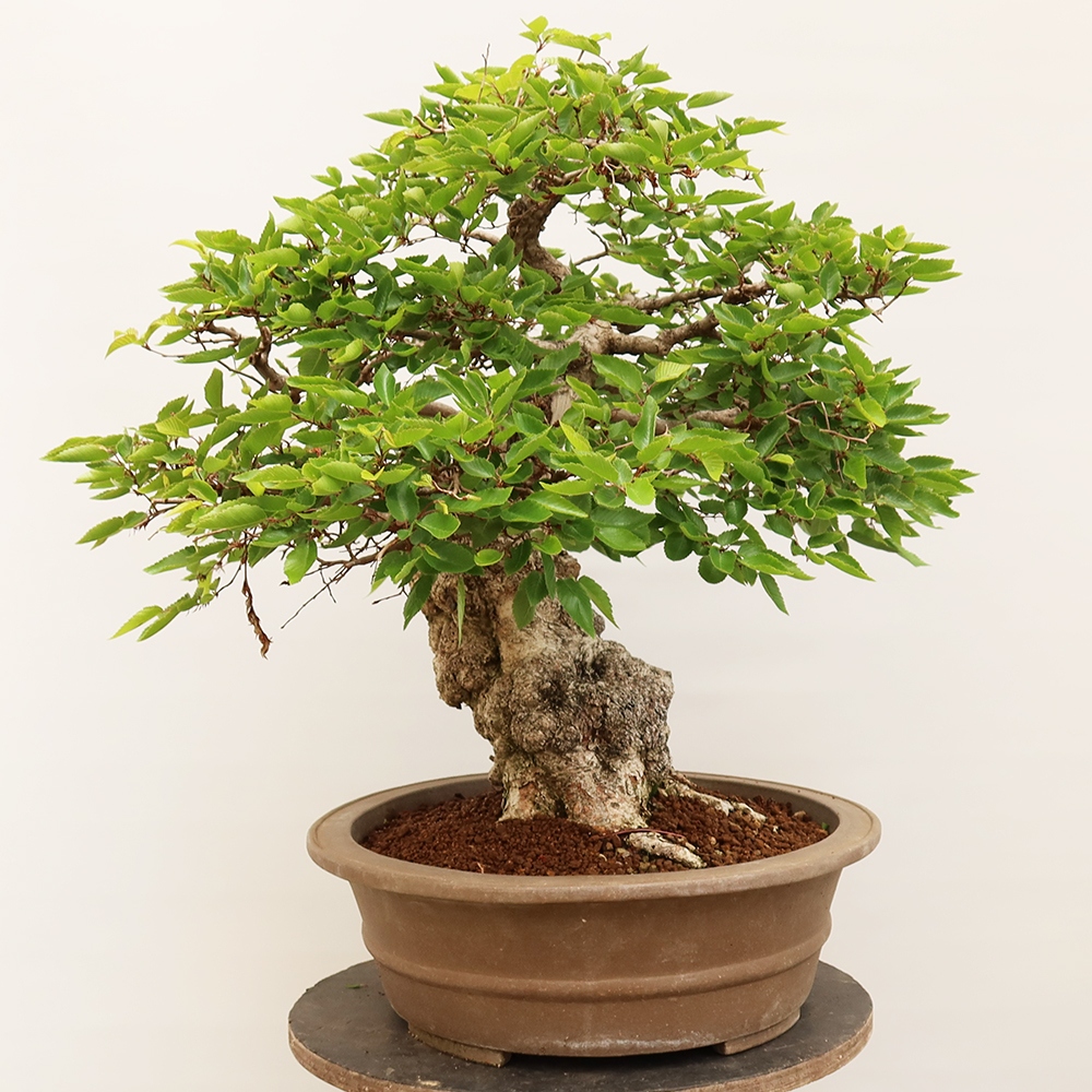 Kültéri bonsai -Carpinus Coreana - Koreai gyertyánfa