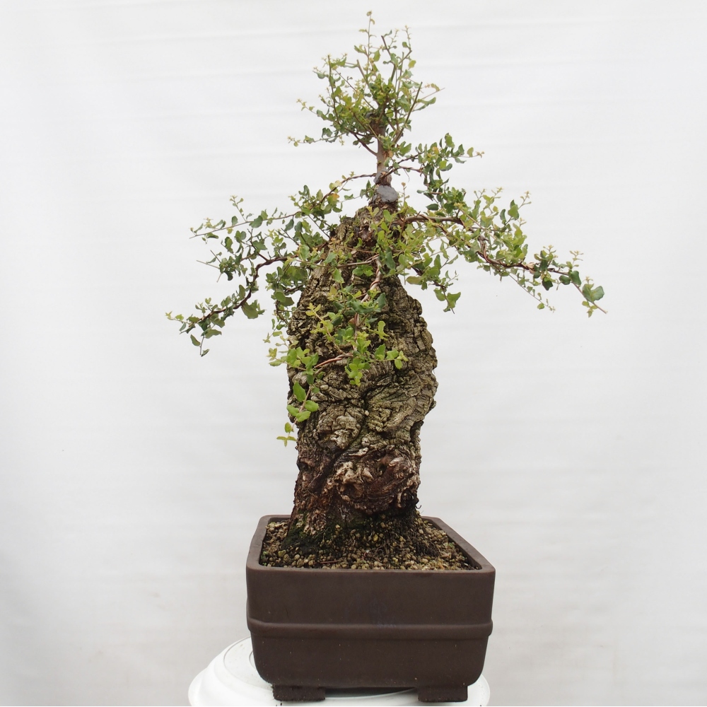 kültéri bonsai Quercus suber - parafa tölgy