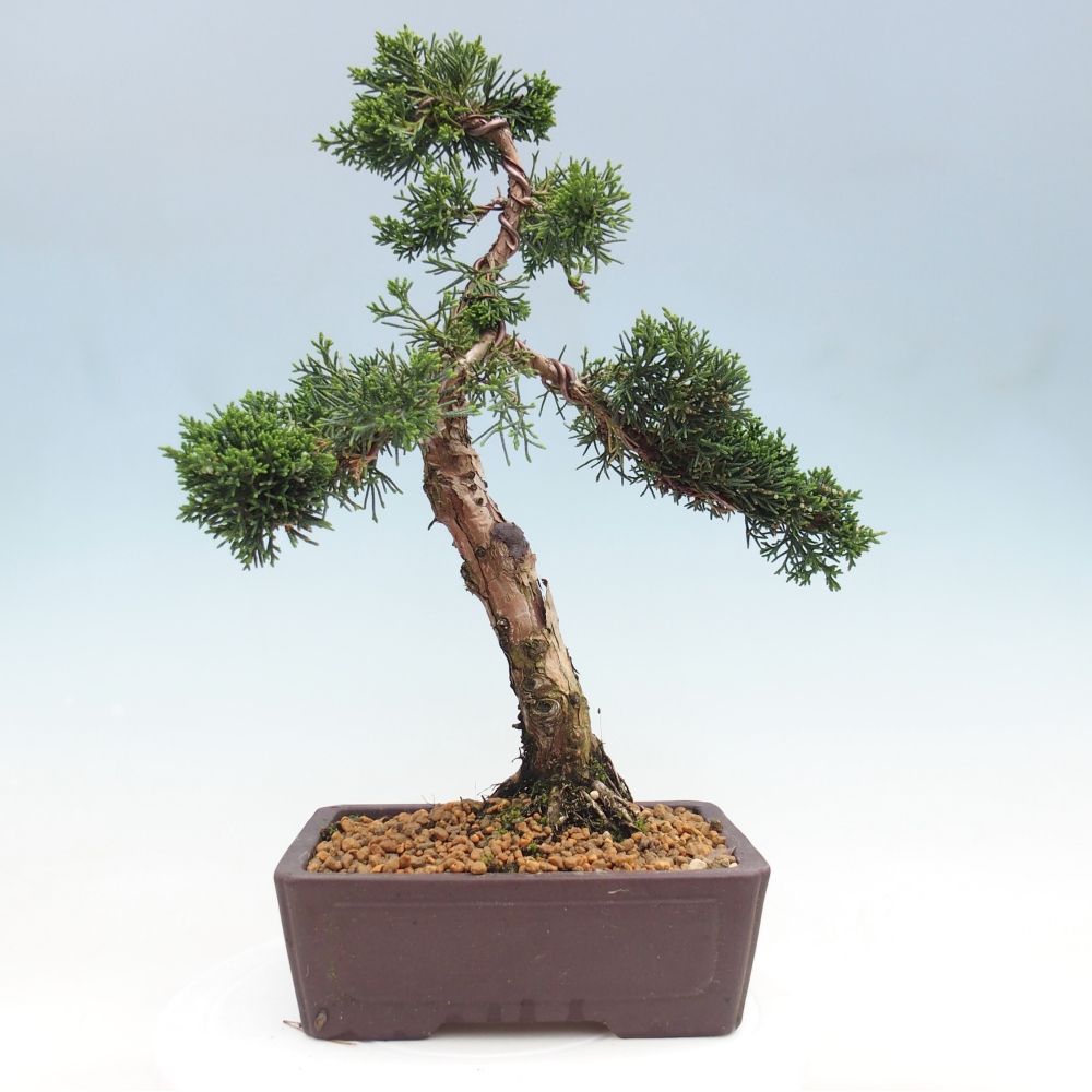 Kültéri bonsai - Juniperus chinensis Kishu