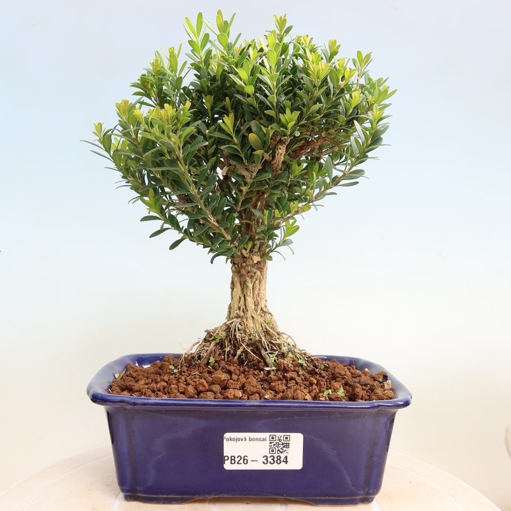 Szobai bonsai - Buxus harlandii - parafa buxus