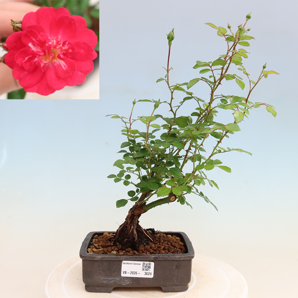 Kültéri bonsai - Rosa Kordes - rózsa