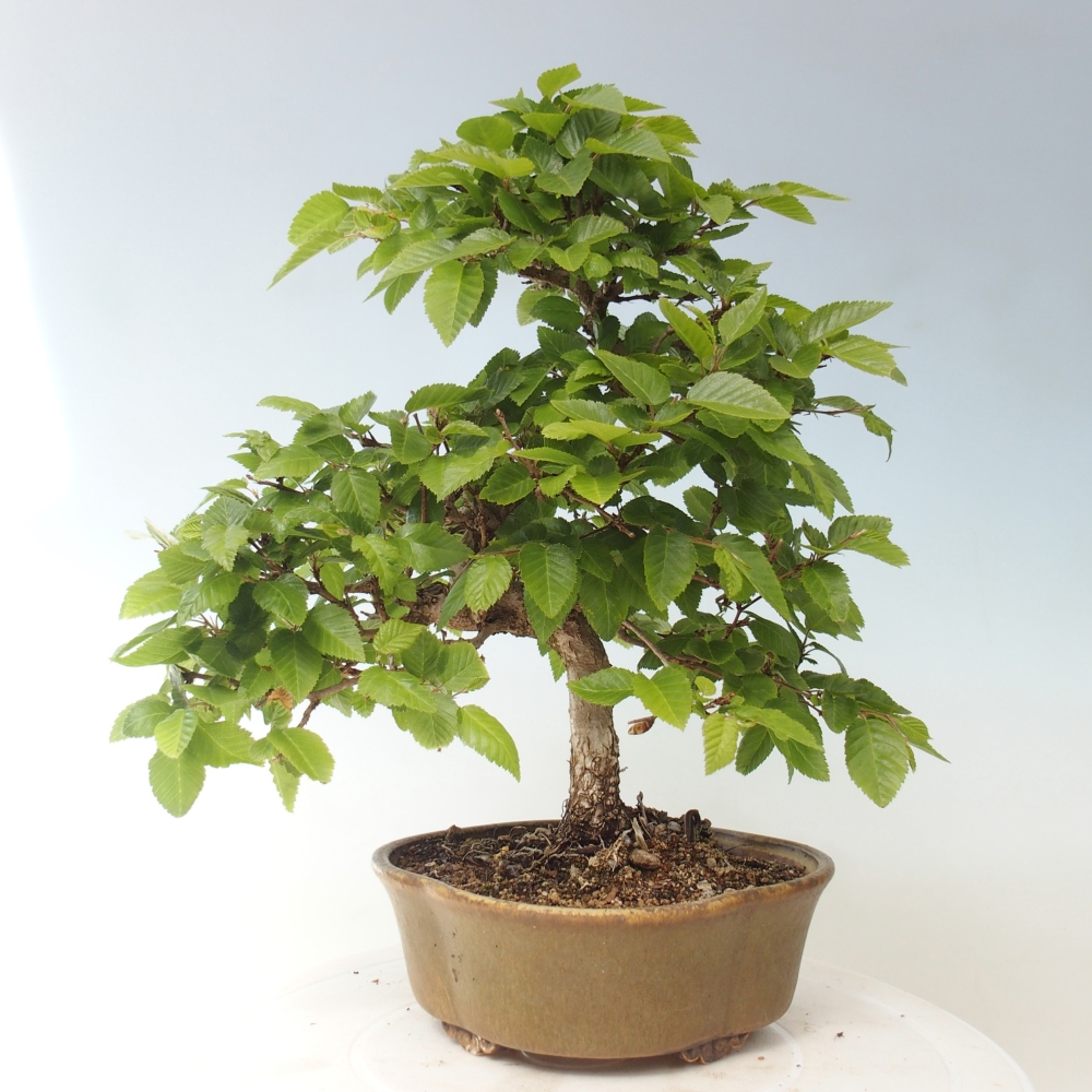 Kültéri bonsai -Carpinus CARPINOIDES - Koreai gyertyánfa