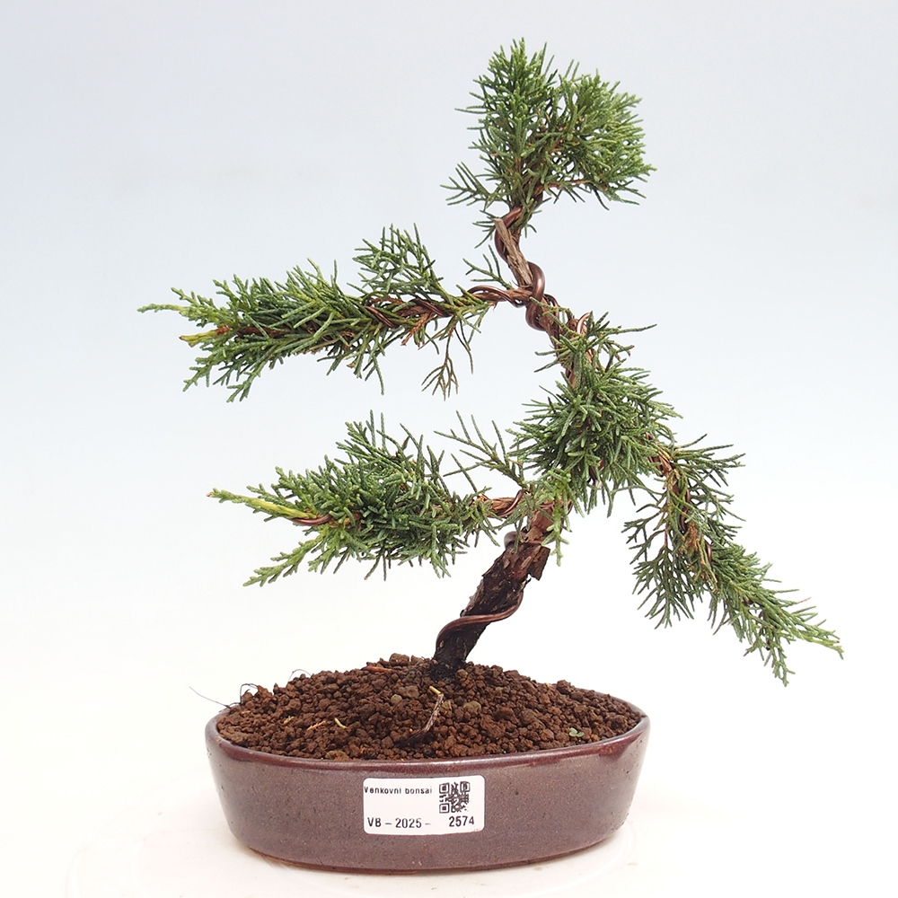 Kültéri bonsai - Juniperus chinensis Kishu