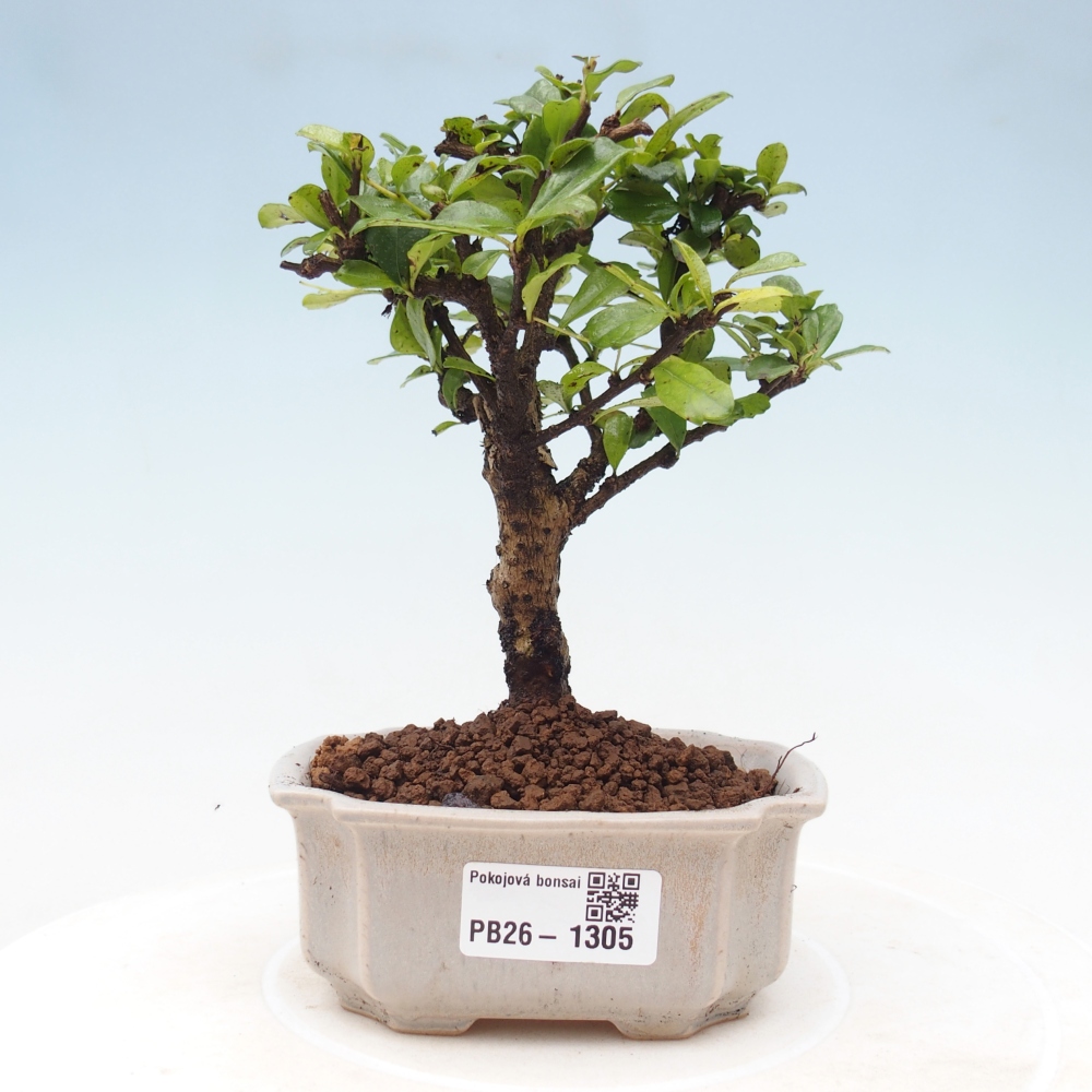 Szobai bonsai - Carmona macrophylla - Tea fuki
