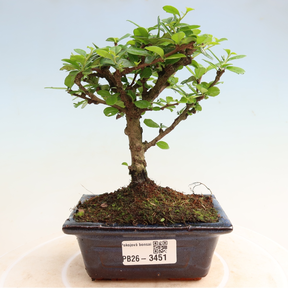 Szobai bonsai - Carmona macrophylla - Tea fuki