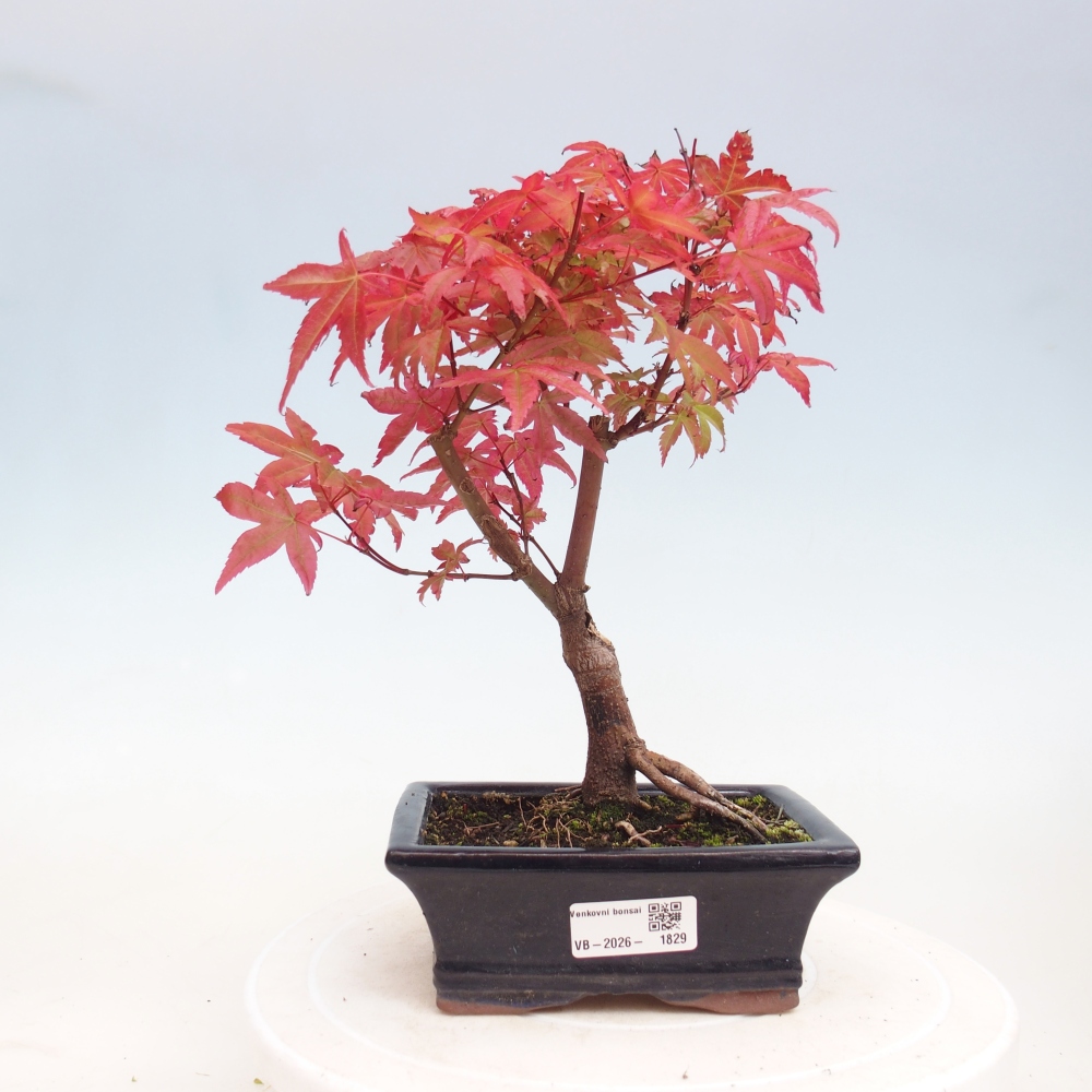Kültéri bonsai - Acer palmatum DESHOJO