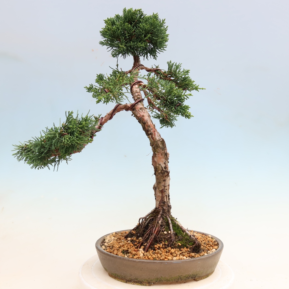 Kültéri bonsai - Juniperus chinensis Kishu