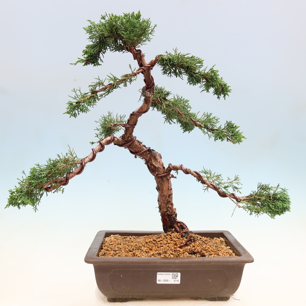 Kültéri bonsai - Juniperus chinensis Kishu