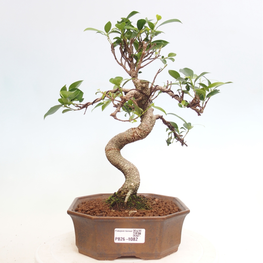 Szobai bonsai - Ficus retusa - kislevelű fikusz