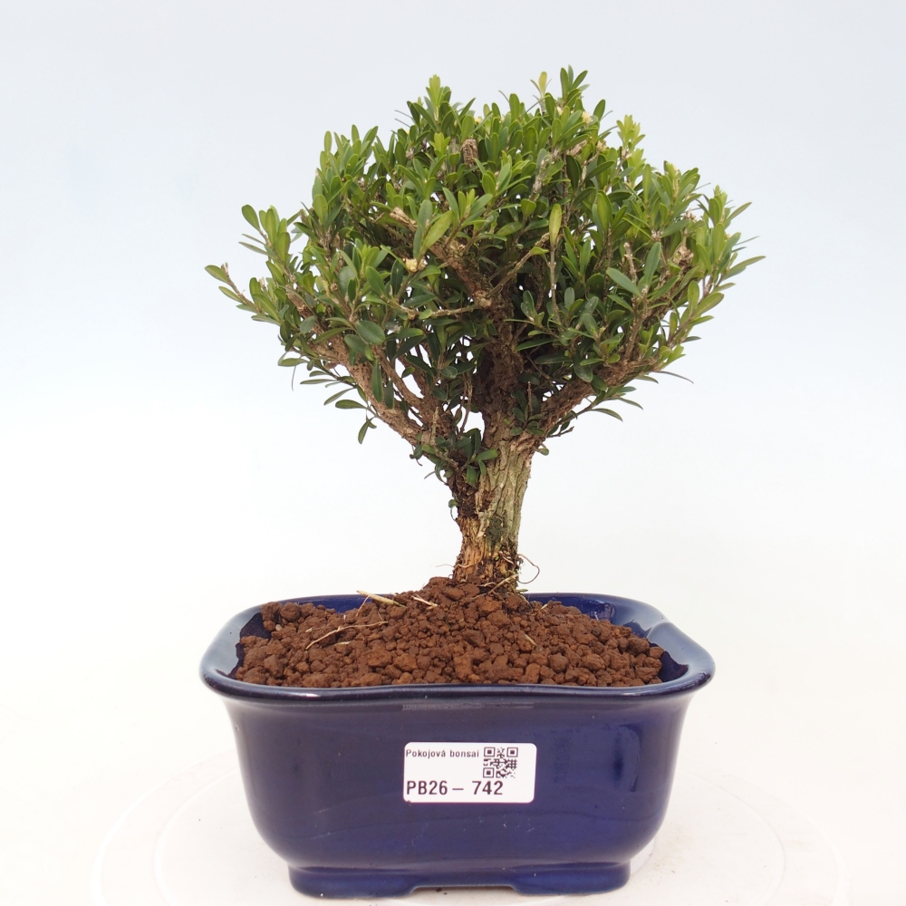 Szobai bonsai - Buxus harlandii - parafa buxus