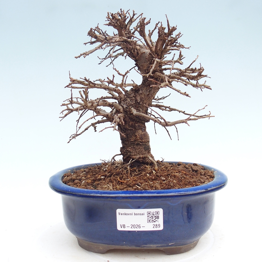 Kültéri bonsai - Zelkova - Zelkova NIRE