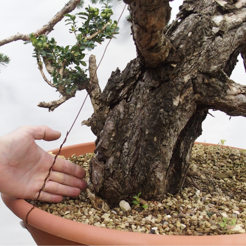 Yamadori - Pinus sylvestris Spanyolország