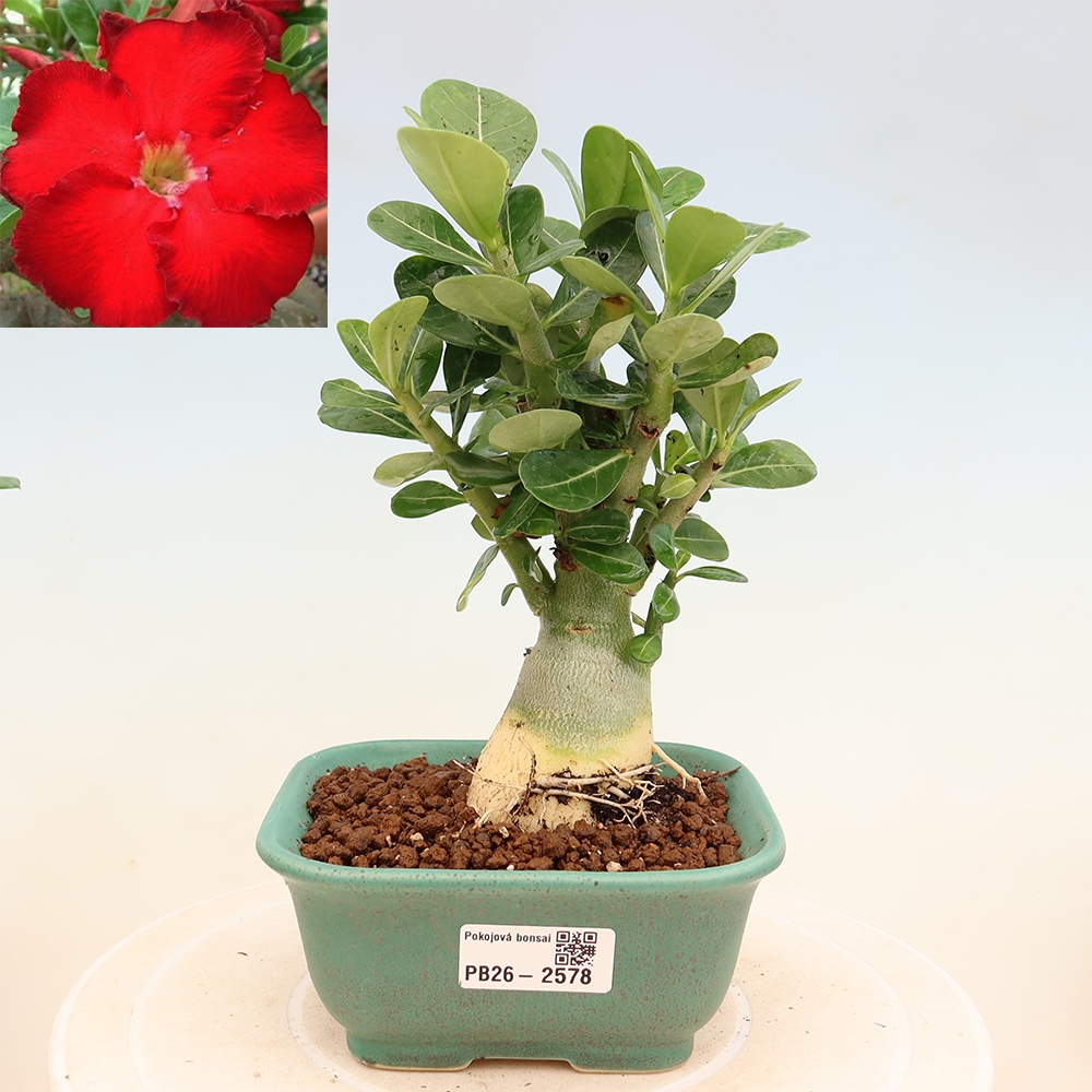 Szobabonsai – Adenium obesum Red Star – Sivatagi rózsa