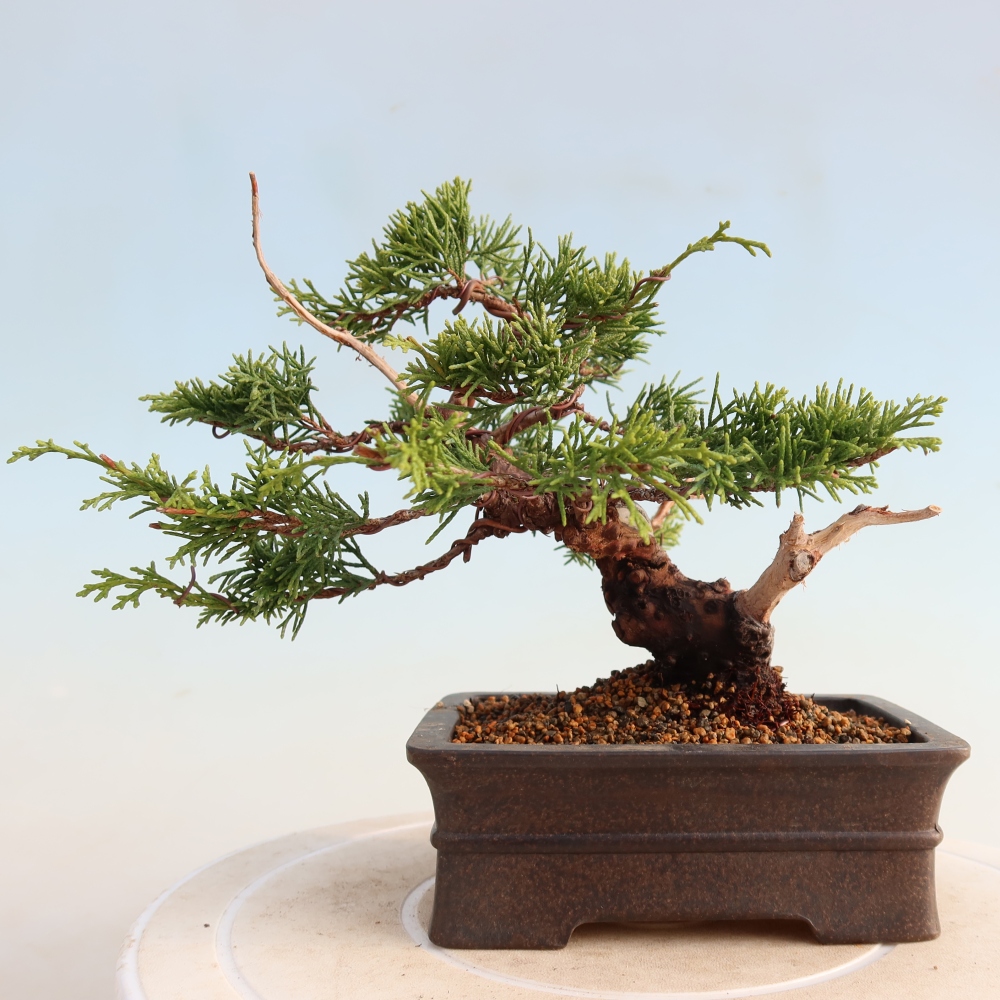 Kültéri bonsai - Juniperus chinensis Itoigawa
