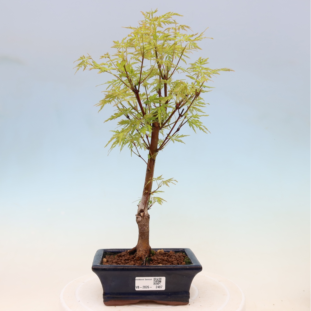 Kültéri bonsai - Acer palmatum Dissectum