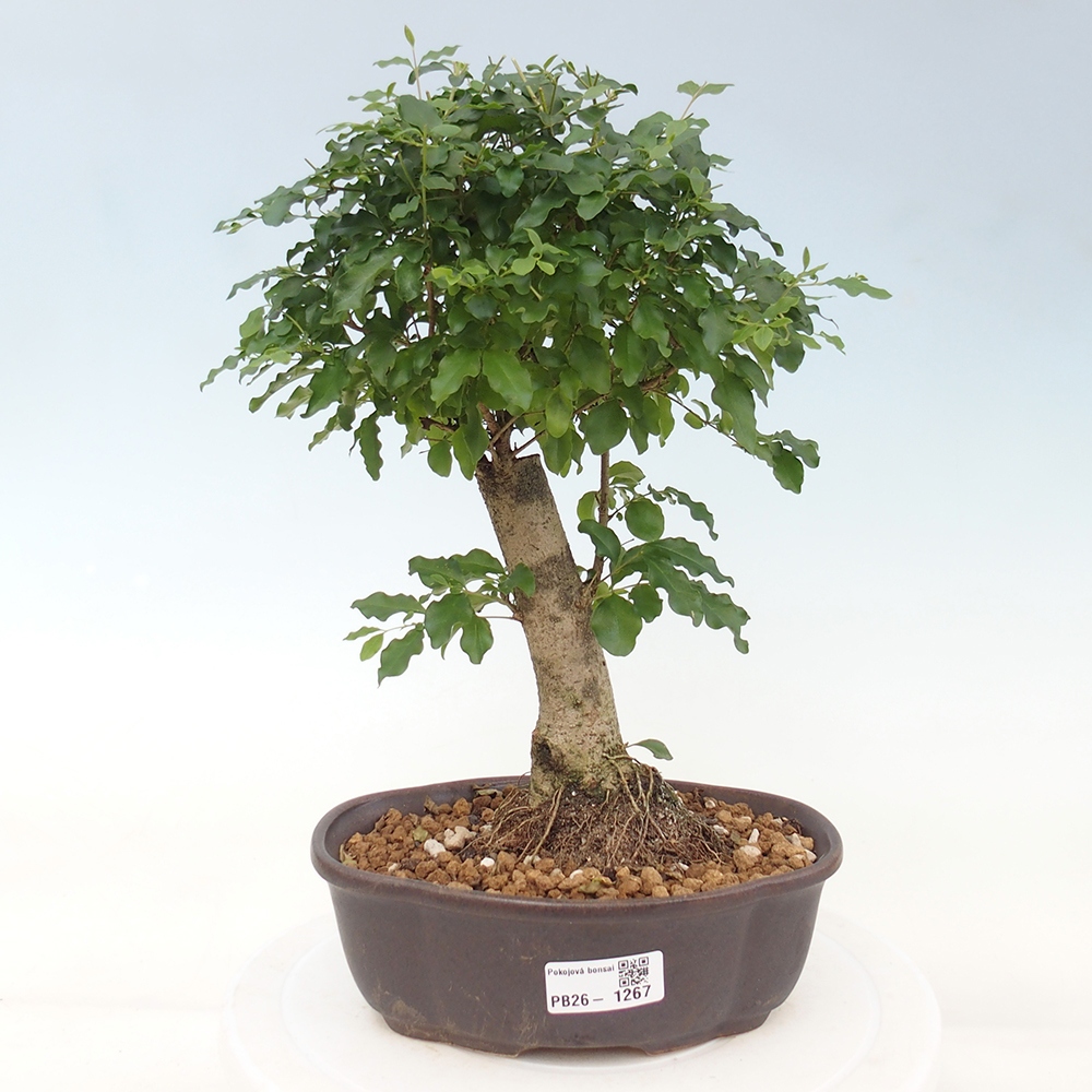 Szobai bonsai -Ligustrum chinensis - Madárcsőr