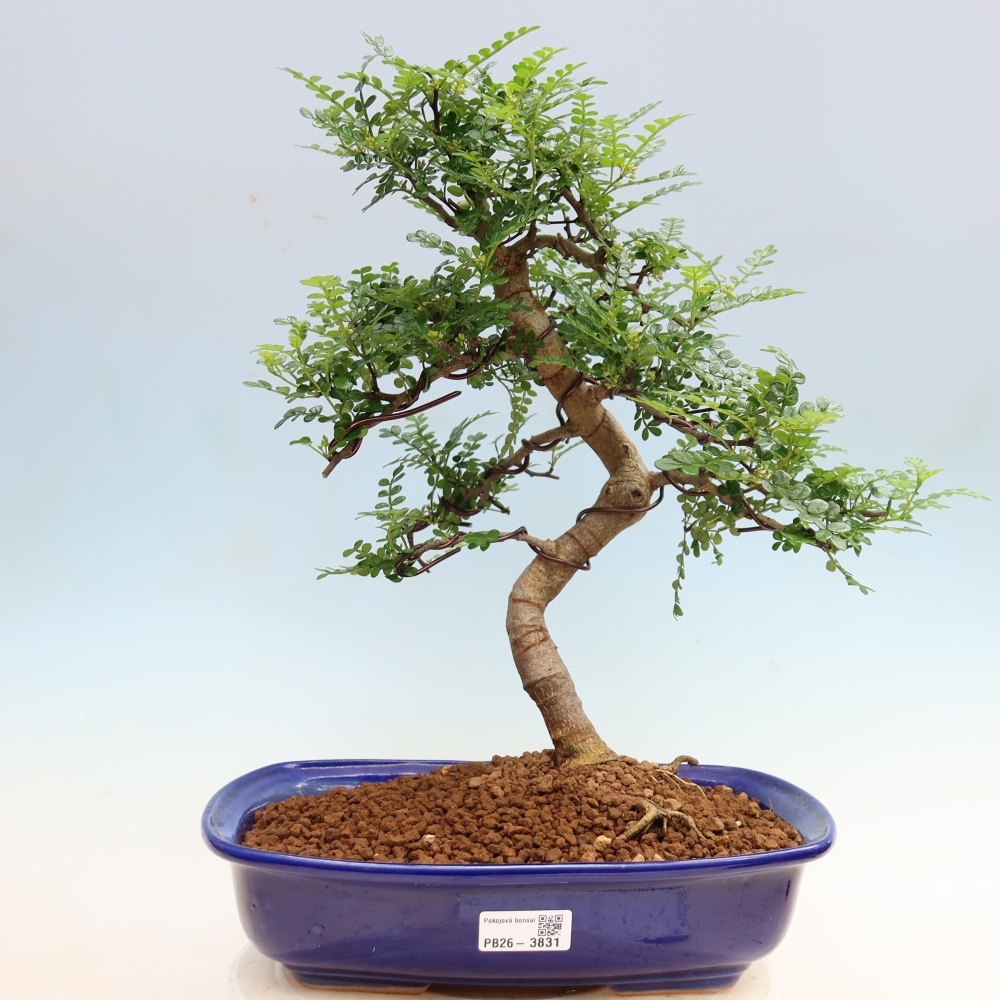 Szobai bonsai - Zantoxylum piperitum - borsfa