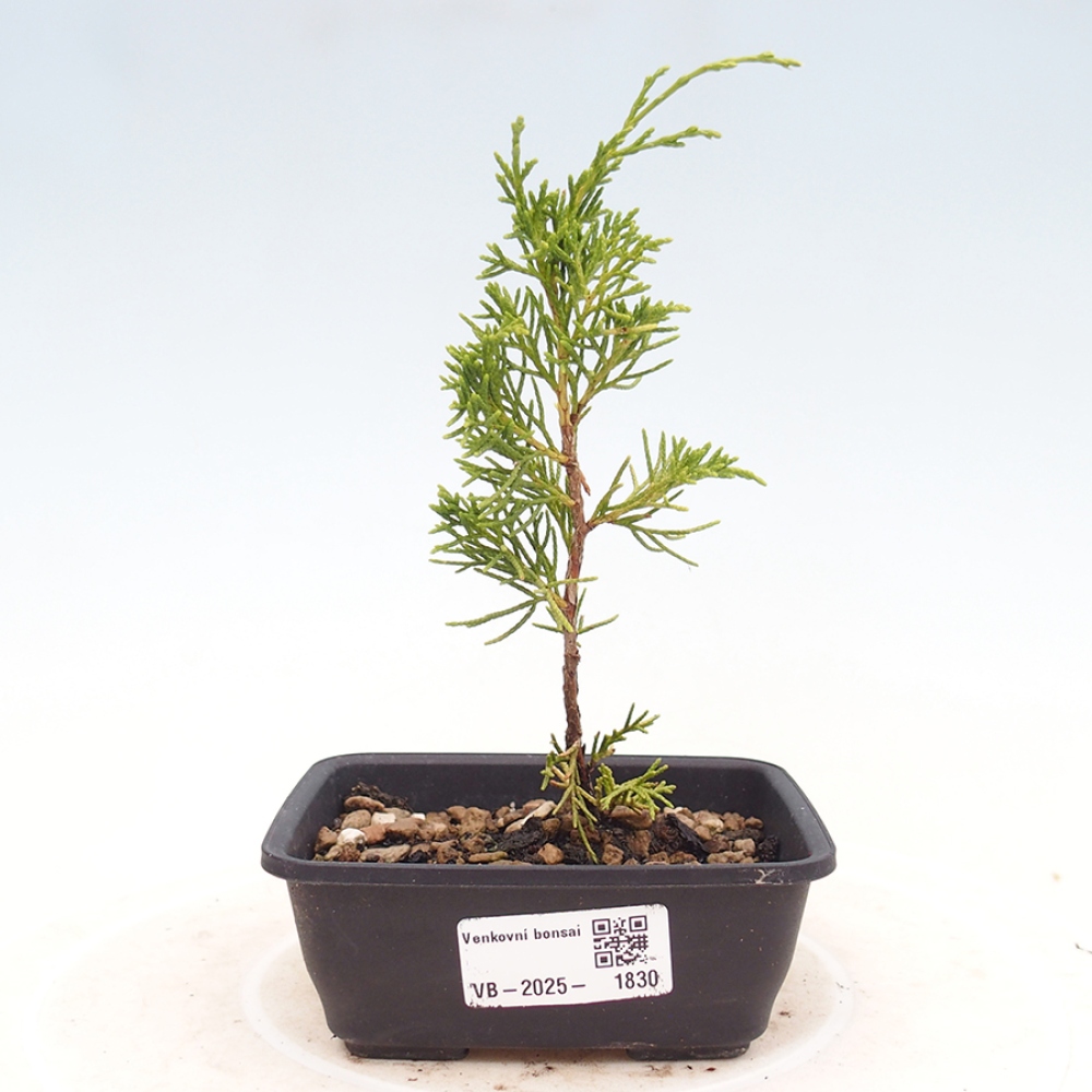 Kültéri bonsai - Juniperus chinensis Itoigawa