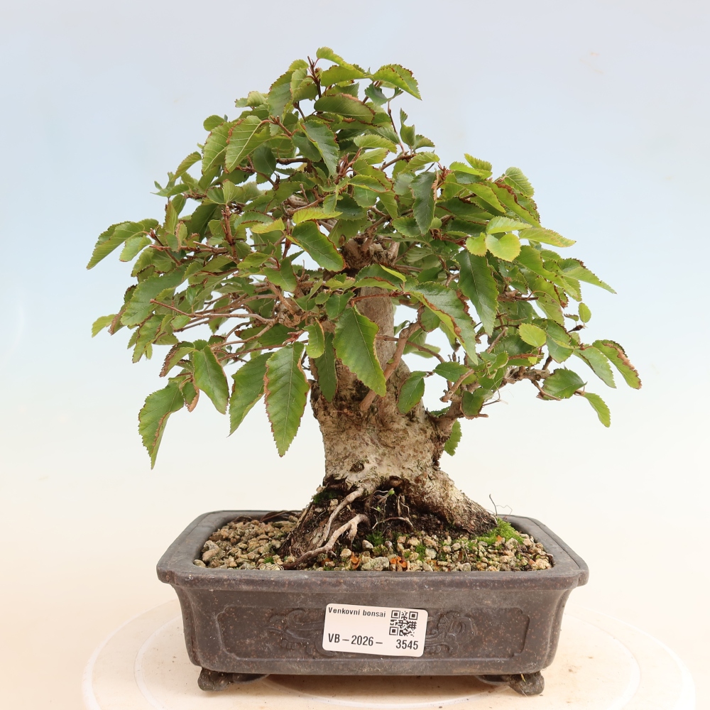 Kültéri bonsai -Carpinus CARPINOIDES - Koreai gyertyánfa
