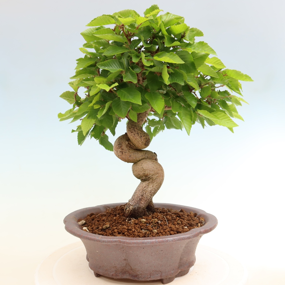 Kültéri bonsai -Carpinus Coreana - Koreai gyertyánfa