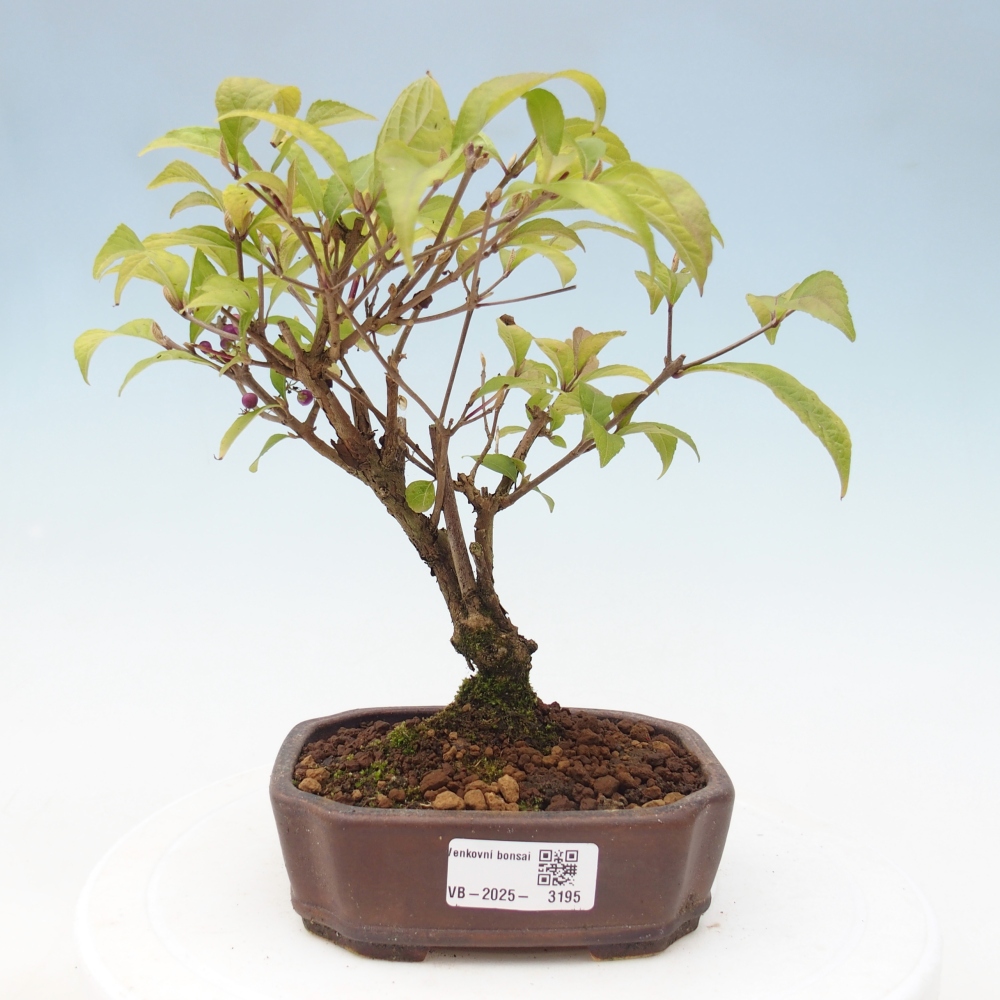 Kültéri bonsai - Callicarpa japonica