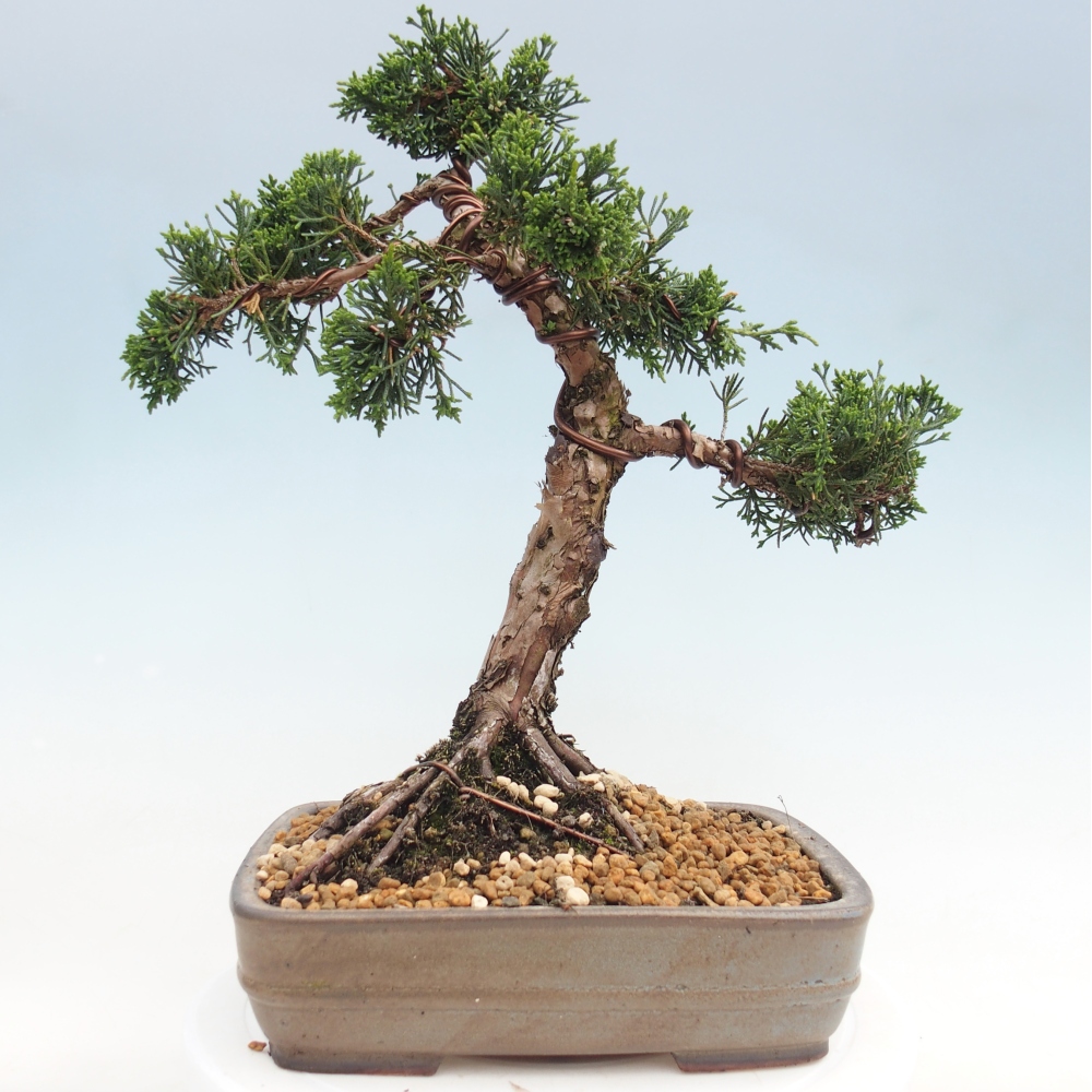 Kültéri bonsai - Juniperus chinensis Kishu