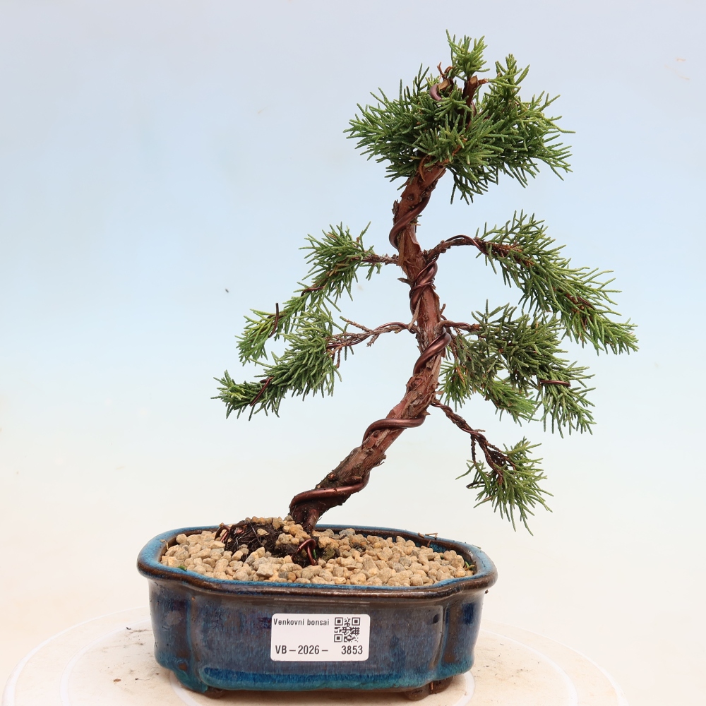 Kültéri bonsai - Juniperus chinensis Kishu