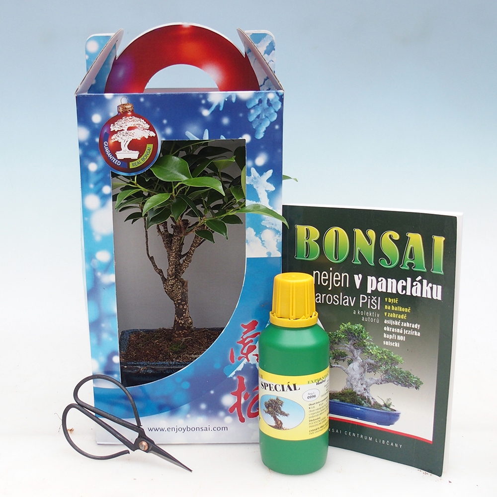 Szobai bonsai ajándékdobozban Ficus retusa - Kislevelű fikusz