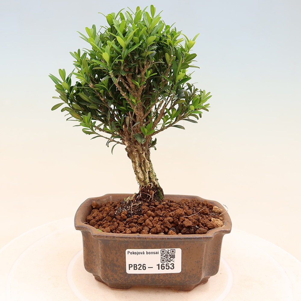 Szobai bonsai - Buxus harlandii - parafa buxus