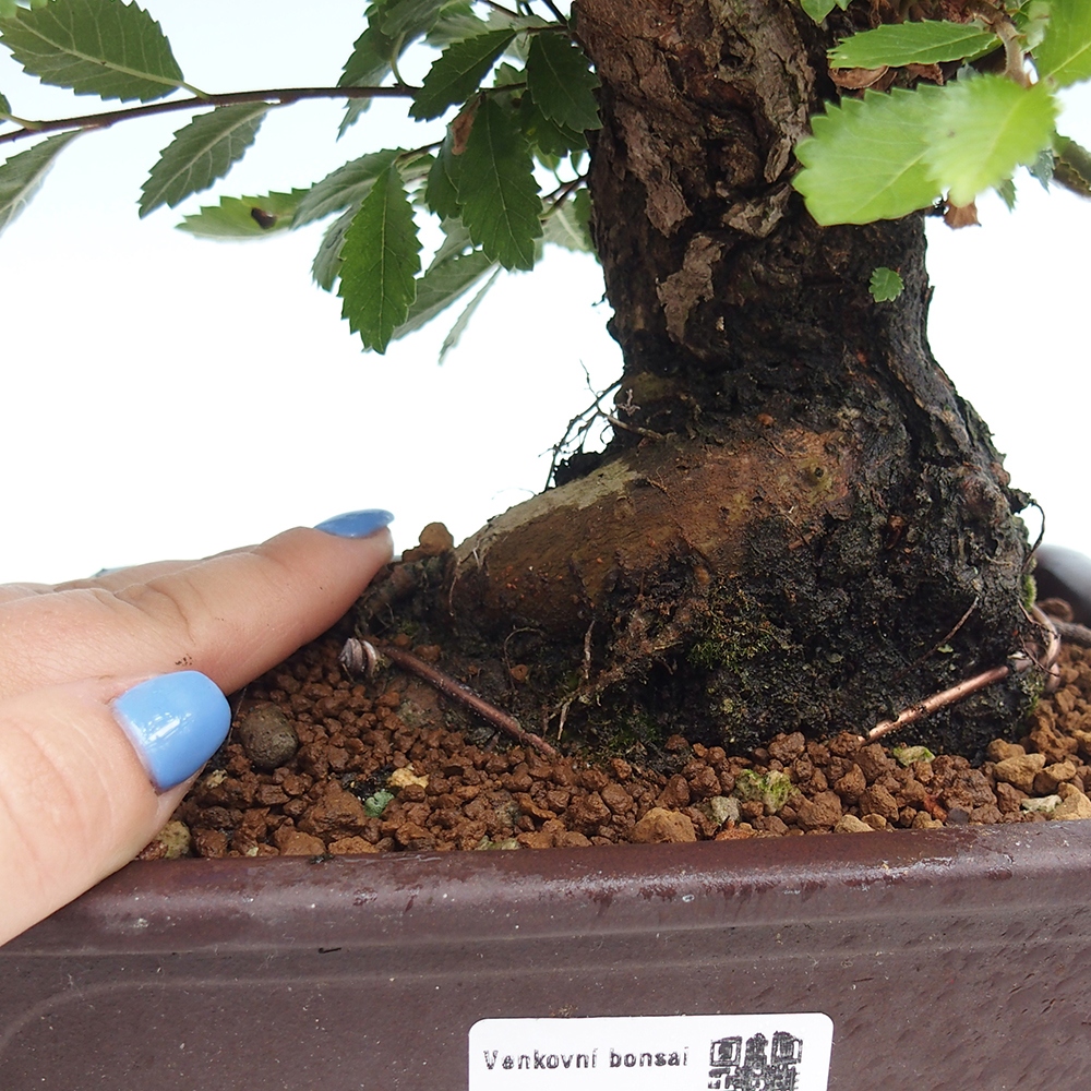 Kültéri bonsai - Zelkova - Zelkova NIRE