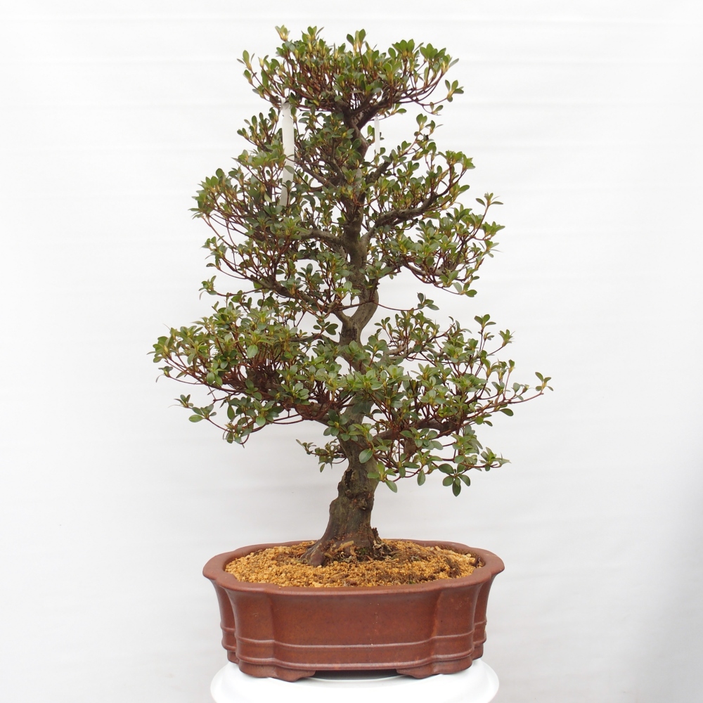 Kültéri bonsai - Japán azálea - Azalea Sansei